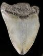 Partial, Megalodon Tooth #39974-1